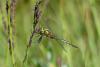 Somatochlora flavomaculata